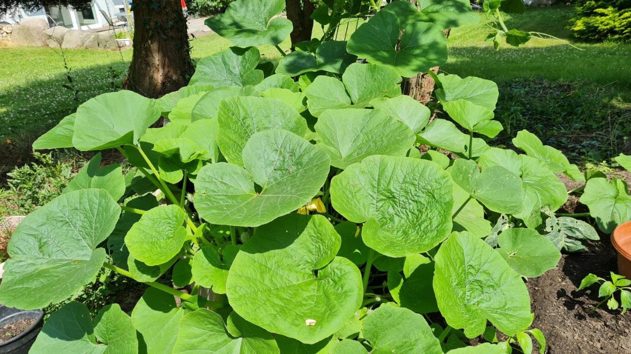 SuselRehbrook公寓 外观 照片